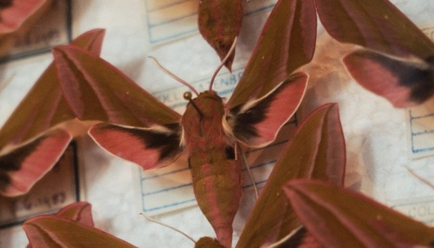How to catch a Butterfly